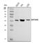 WD Repeat Domain 77 antibody, A04894-1, Boster Biological Technology, Western Blot image 
