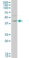 Kruppel Like Factor 1 antibody, H00010661-M05, Novus Biologicals, Western Blot image 