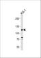 CD34 antibody, M00885, Boster Biological Technology, Western Blot image 