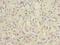 Chromosome 6 Open Reading Frame 141 antibody, LS-C394511, Lifespan Biosciences, Immunohistochemistry frozen image 