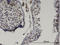 LIM Homeobox Transcription Factor 1 Beta antibody, LS-C133905, Lifespan Biosciences, Immunohistochemistry frozen image 