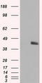 Mitochondrial Translational Release Factor 1 Like antibody, LS-C115061, Lifespan Biosciences, Western Blot image 