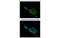 BCL2 Like 1 antibody, MBS5302957, MyBioSource, Immunofluorescence image 