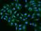 Contactin-5 antibody, 201245-T02, Sino Biological, Immunohistochemistry paraffin image 