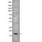 Selenoprotein F antibody, abx218487, Abbexa, Western Blot image 