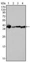 Nucleophosmin 1 antibody, AM06071SU-N, Origene, Western Blot image 