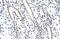 Zinc Finger Protein 296 antibody, orb324821, Biorbyt, Immunohistochemistry paraffin image 