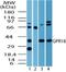 G Protein-Coupled Receptor 18 antibody, NBP2-24918, Novus Biologicals, Western Blot image 