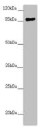 Coiled-Coil Alpha-Helical Rod Protein 1 antibody, LS-C675468, Lifespan Biosciences, Western Blot image 