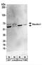 Staufen Double-Stranded RNA Binding Protein 1 antibody, NBP2-22308, Novus Biologicals, Western Blot image 