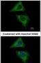 DYN2 antibody, PA5-29658, Invitrogen Antibodies, Immunofluorescence image 