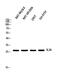 Interleukin 26 antibody, GTX34013, GeneTex, Western Blot image 