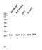 Interleukin-26 antibody, GTX34013, GeneTex, Western Blot image 