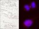Kinesin Family Member 14 antibody, A300-912A, Bethyl Labs, Immunocytochemistry image 