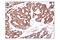 Isocitrate Dehydrogenase (NADP(+)) 2, Mitochondrial antibody, 56439S, Cell Signaling Technology, Immunohistochemistry paraffin image 
