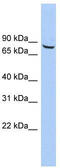 Amiloride-sensitive cation channel 4 antibody, TA338588, Origene, Western Blot image 