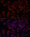 ADP Ribosylation Factor 5 antibody, 19-142, ProSci, Immunofluorescence image 