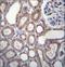 Ring Finger Protein 180 antibody, LS-C162651, Lifespan Biosciences, Immunohistochemistry paraffin image 