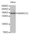 SWI/SNF Related, Matrix Associated, Actin Dependent Regulator Of Chromatin Subfamily C Member 2 antibody, abx001602, Abbexa, Western Blot image 