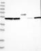 SDA1 Domain Containing 1 antibody, NBP1-90434, Novus Biologicals, Western Blot image 