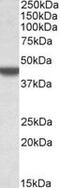 Apolipoprotein B MRNA Editing Enzyme Catalytic Subunit 3D antibody, MBS422731, MyBioSource, Western Blot image 