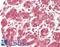 RAD21 Cohesin Complex Component antibody, LS-B14690, Lifespan Biosciences, Immunohistochemistry paraffin image 