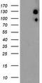 Ubiquitin Specific Peptidase 10 antibody, TA504130S, Origene, Western Blot image 