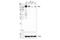 SH3 And PX Domains 2A antibody, 16619S, Cell Signaling Technology, Western Blot image 