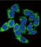 Aryl Hydrocarbon Receptor antibody, 61-965, ProSci, Immunofluorescence image 