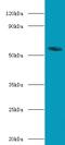 Nuclear Receptor Subfamily 1 Group H Member 4 antibody, MBS1489037, MyBioSource, Western Blot image 