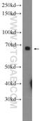 Protein Tyrosine Phosphatase Non-Receptor Type 9 antibody, 12109-1-AP, Proteintech Group, Western Blot image 