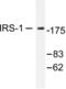 Insulin Receptor Substrate 1 antibody, LS-C176286, Lifespan Biosciences, Western Blot image 