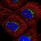 Transmembrane Protein 25 antibody, NBP2-58345, Novus Biologicals, Immunofluorescence image 