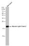 Myosin Light Chain 2 antibody, PA5-78066, Invitrogen Antibodies, Western Blot image 