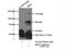 Interferon Regulatory Factor 5 antibody, 60088-1-Ig, Proteintech Group, Immunoprecipitation image 