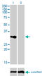 CD27 Molecule antibody, LS-C196849, Lifespan Biosciences, Western Blot image 