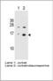 H2A Histone Family Member X antibody, MA1-2022, Invitrogen Antibodies, Western Blot image 