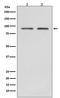 Heat Shock Protein 90 Alpha Family Class B Member 1 antibody, M01692-1, Boster Biological Technology, Western Blot image 