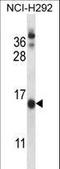 Cornichon Family AMPA Receptor Auxiliary Protein 1 antibody, LS-C168878, Lifespan Biosciences, Western Blot image 