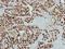 WD Repeat Domain 4 antibody, NBP2-20893, Novus Biologicals, Immunohistochemistry frozen image 