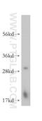 Nucleic Acid Binding Protein 2 antibody, 14809-1-AP, Proteintech Group, Western Blot image 
