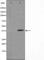 NFKB Inhibitor Alpha antibody, abx011262, Abbexa, Western Blot image 