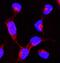 Heat Shock Protein 90 Alpha Family Class A Member 1 antibody, PB9635, Boster Biological Technology, Immunofluorescence image 