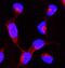 HSP90AA1 antibody, PB9635, Boster Biological Technology, Immunofluorescence image 