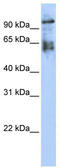 Zinc Finger Protein 43 antibody, TA329726, Origene, Western Blot image 