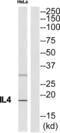 IL-4 antibody, abx015093, Abbexa, Western Blot image 