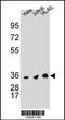 Thymidylate Synthetase antibody, A04320-3, Boster Biological Technology, Western Blot image 