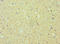 Ephrin A1 antibody, LS-C375634, Lifespan Biosciences, Immunohistochemistry paraffin image 