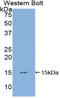 Platelet Derived Growth Factor Subunit A antibody, LS-C295953, Lifespan Biosciences, Western Blot image 