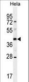 Olfactory Receptor Family 10 Subfamily H Member 4 antibody, LS-C163137, Lifespan Biosciences, Western Blot image 